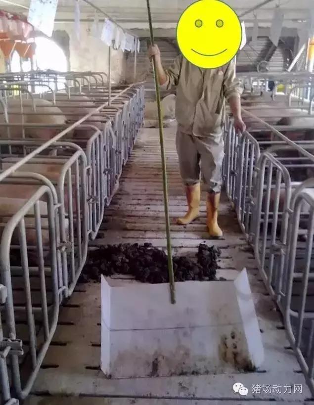 猪场铲粪的工具,铲猪粪神器
