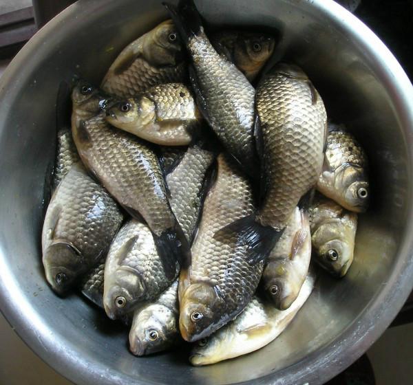 坐月子吃木瓜怎么煮最下奶,坐月子能吃青菜吗会影响下奶吗