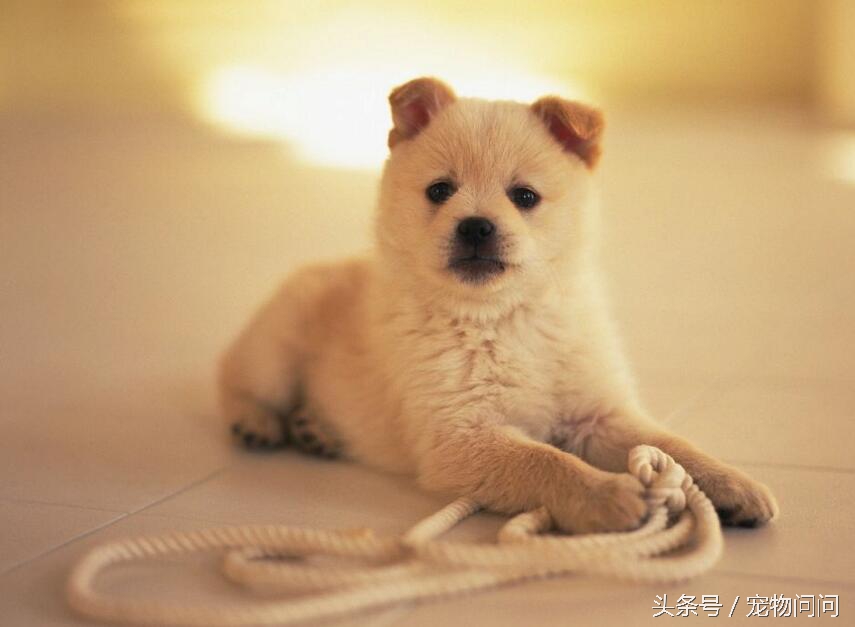 宠物问问，怎样彻底杀灭狗身上的跳蚤？