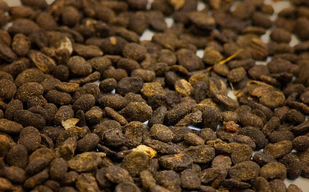 智齿疼痛中医解决办法图片,缓解智齿疼痛的中药