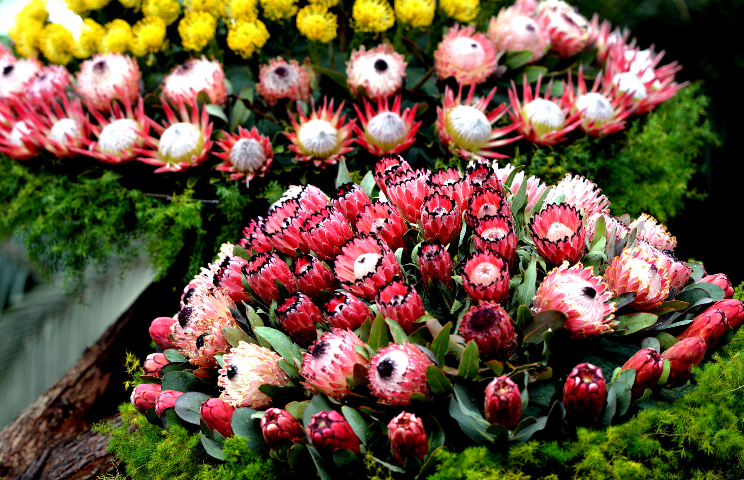 南非帝王花开花过程,南非帝王花单枝