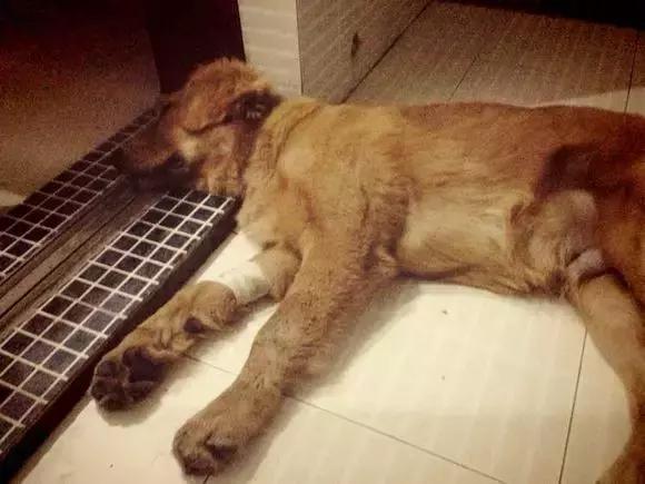 焦虫病死亡周期,焦虫病早期