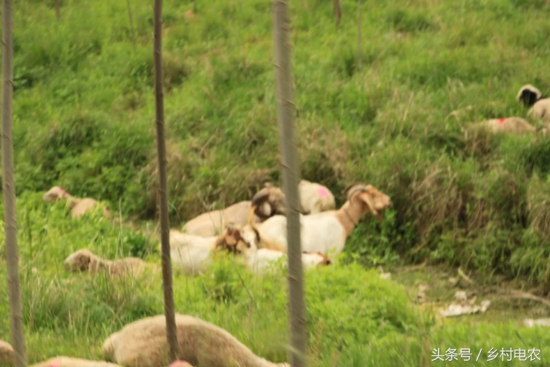 阿里腾讯参与乡村振兴,阿里农村扶贫