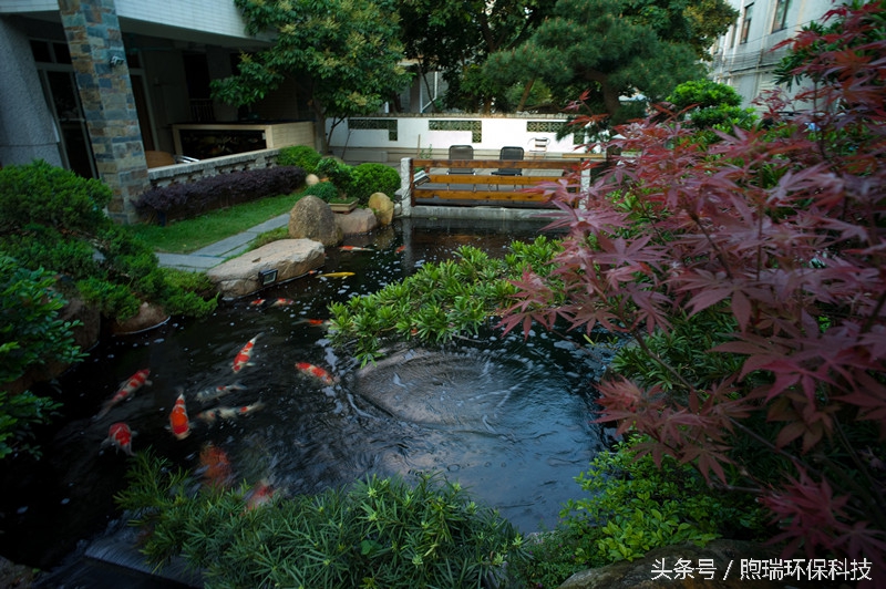 锦鲤喂什么牌子的好吃又营养,锦鲤如何吃得多又可以保持水质