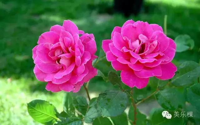 月季花酱的制作方法和过程,月季花酱的制作方法和配方