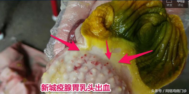 出诊记录之麻鸡再现新城疫流感混感