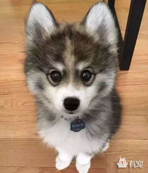 被哈士奇带大的博美,被哈士奇带偏的泰迪