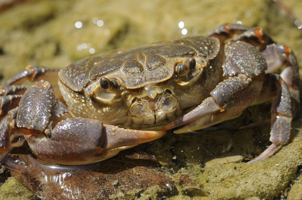 痛风的人尽量少吃什么,痛风的人别再吃生蚝了