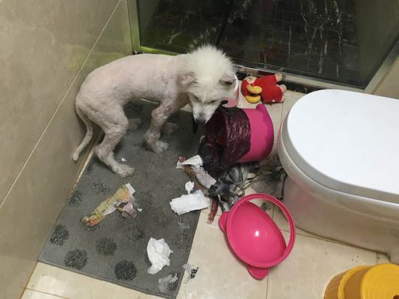 路边捡到一只萨摩耶,捡到萨摩耶有狗癣