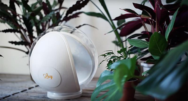 日照绿茶价格表,日照有什么好玩的地方