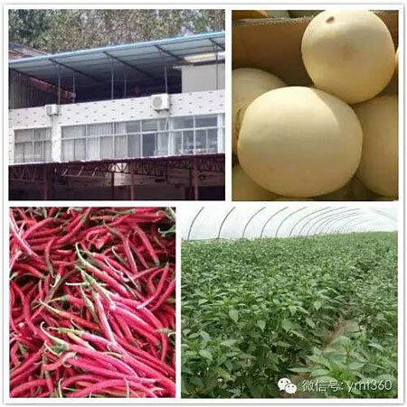 一个秋天能卖上千万元辣椒这个女代办比男人还牛