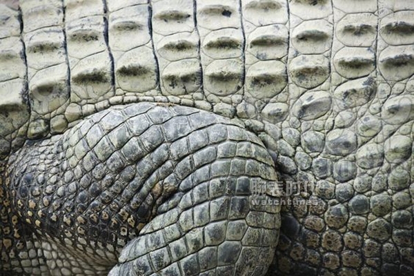 真正的鳄鱼皮表带,鳄鱼皮表带跟牛皮表带有什么区别