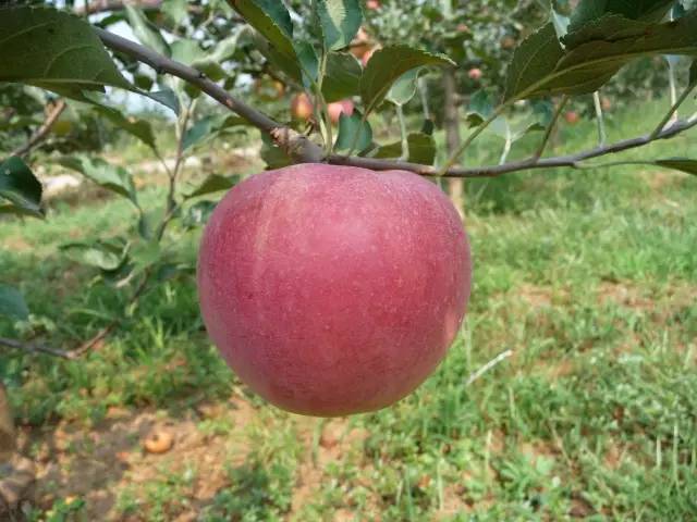 昌平区农业示范园采摘苹果,北京昌平苹果最佳采摘期