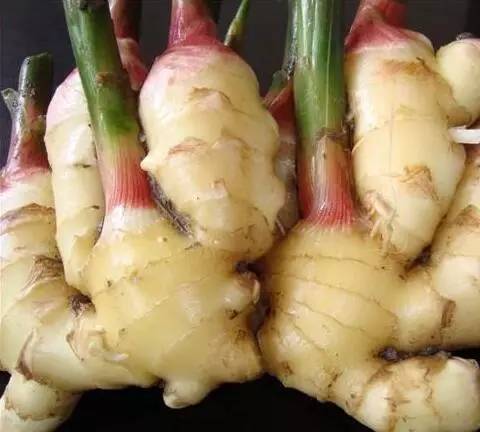 常州一媳妇把用剩的姜块埋在泥土里,一个月后奇迹发生了!