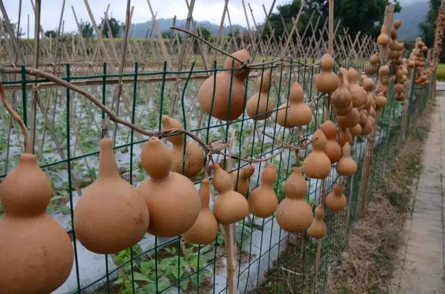 葫芦丝非遗传承人哏德全,葫芦丝大师哏德全故居