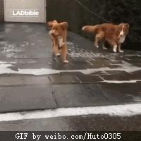 今天还是一如既往的冷！每日轻松一刻1月24日周日版