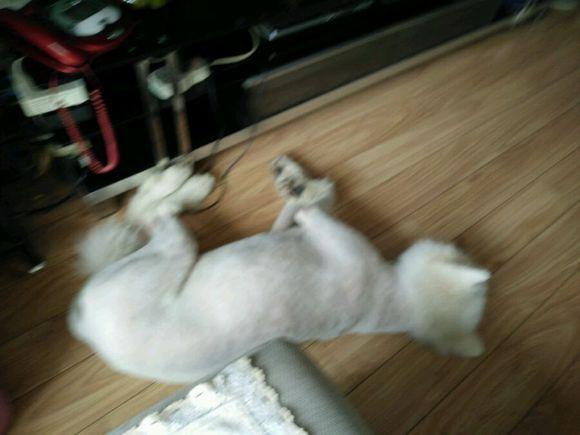 在诸暨市捡到一只萨摩耶,捡了一只萨摩耶怎么看有没有病