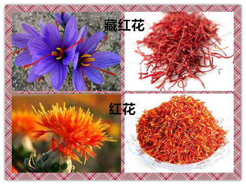 白番红花和藏红花的区别,红花和藏红花有什么区别