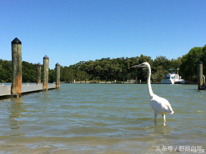 野鹅旅行,野鹅自驾无人区