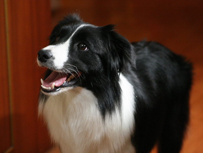 常见宠物狗体型大小排行榜最全,宠物狗智商排名和价格表