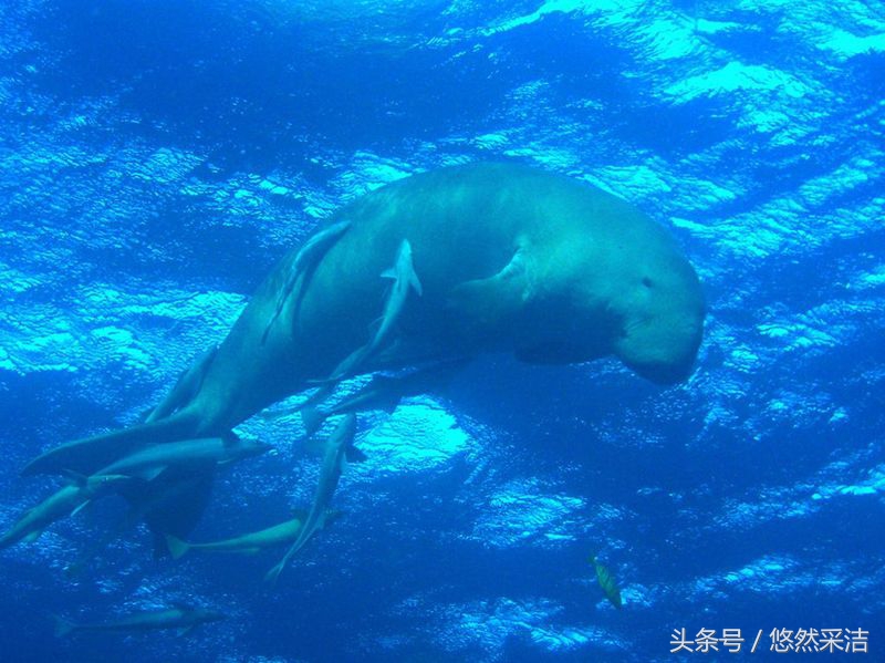 心行自驾,心形山水画