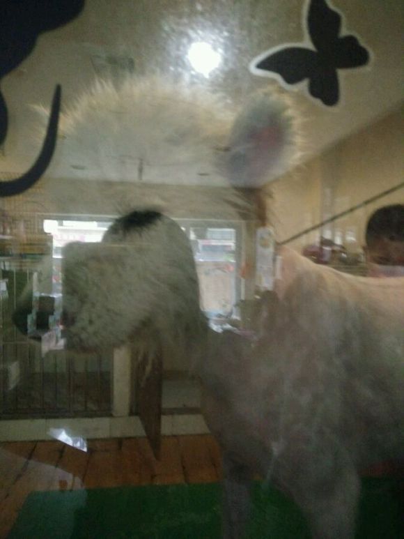 在诸暨市捡到一只萨摩耶,捡了一只萨摩耶怎么看有没有病