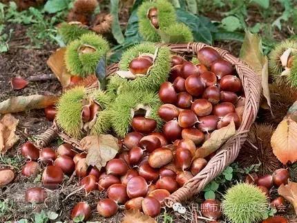 国庆黄金周，我们为您奉上日照旅游饕餮盛宴！