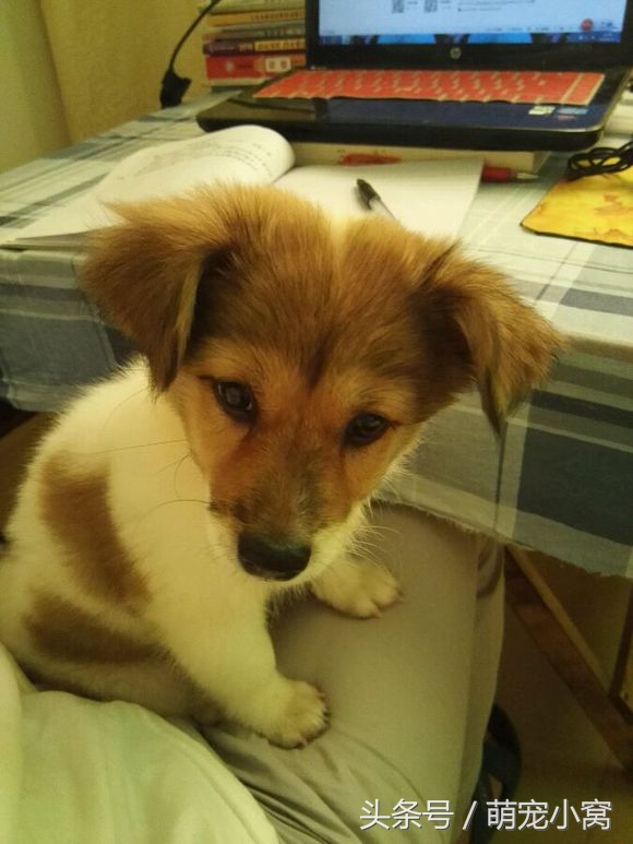 小狗奇遇记动画片,小狗奇遇记完整