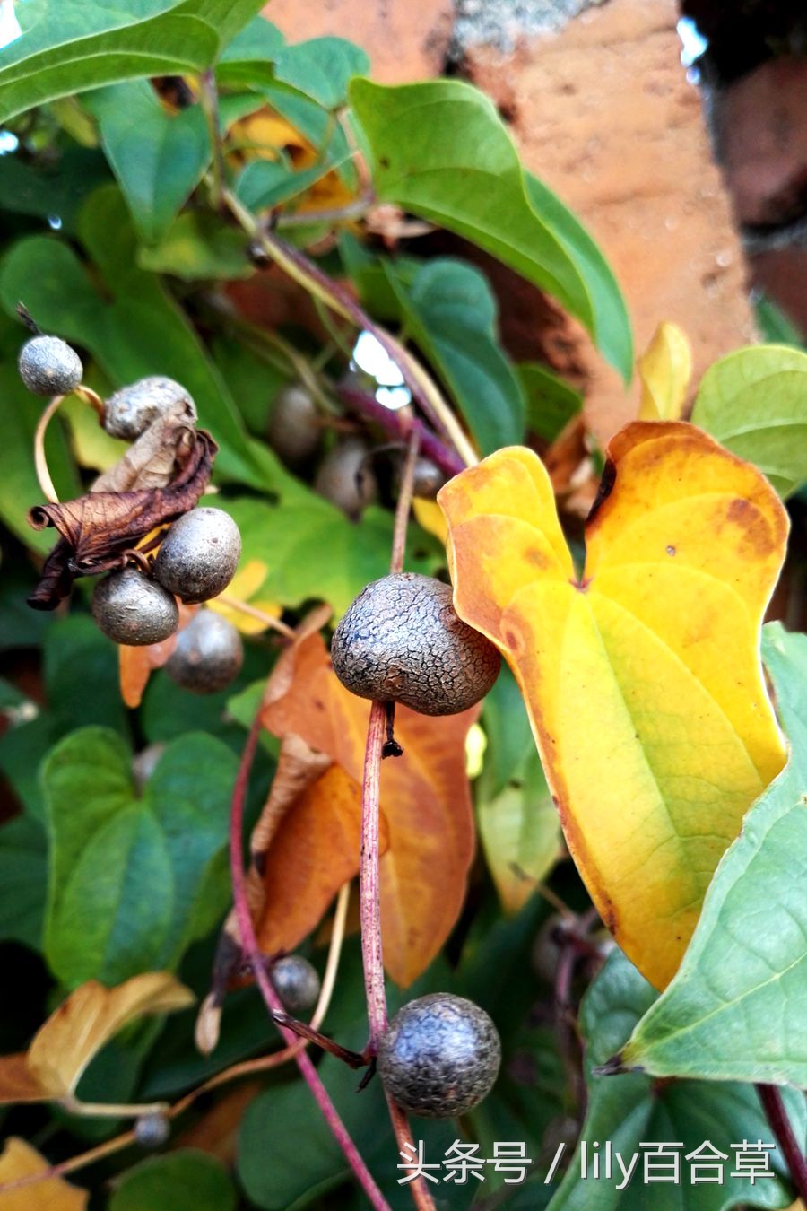 铁棍山药种子就是山药豆,山药豆的另一种叫法