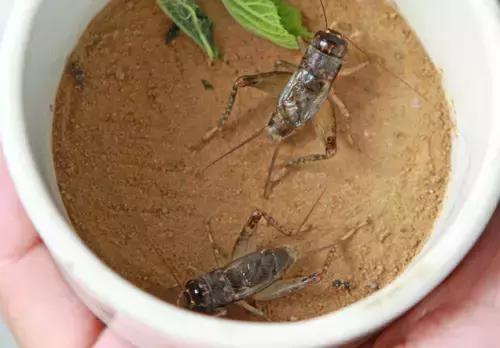 春秋斗蛐蛐历史,斗蛐蛐是哪个朝代的历史