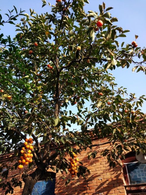 大北农豫剧团和辉县豫剧团,辉县大北农豫剧团乐队