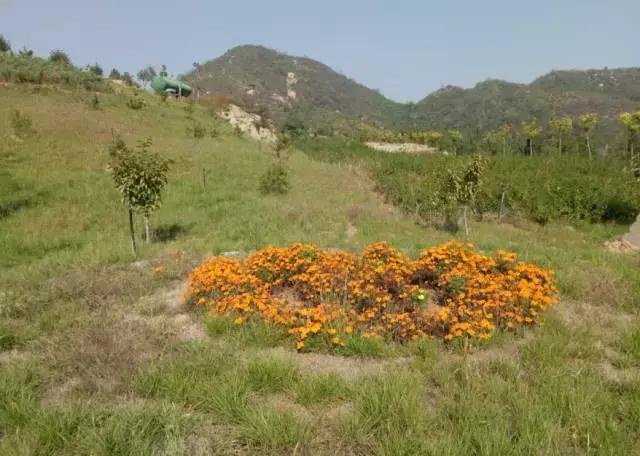 石家庄新出的一款旅游景点,石家庄新的旅游区