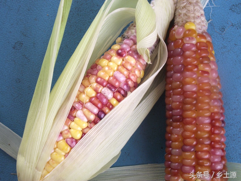 金黄糯玉米,五彩玉米的图片