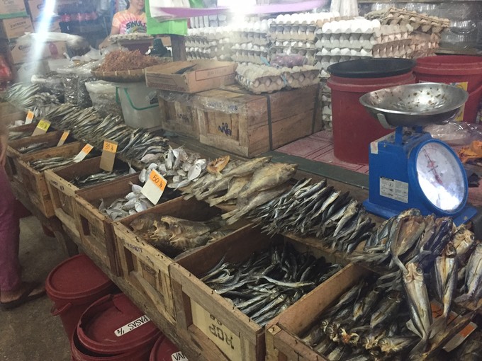 菲律宾潜水攻略 (菲律宾潜水游记)