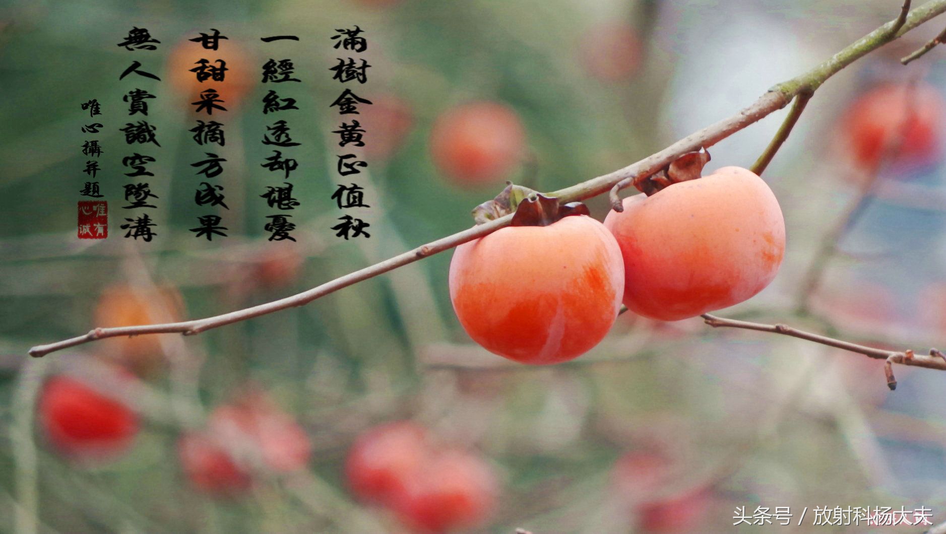 吃下2块钱的柿子,却要去医院花两千块把它从肠子里弄出来