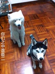 后面的那个小胖子，知道你很可爱，快走开我还要拍照呢！