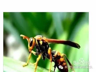 被蜜蜂马蜂蛰了一下该怎么处理,被马蜂蛰了怎么办最有效的方法