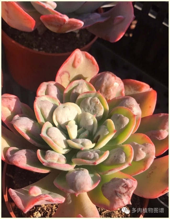 才离家半个月，回来后看到家里的多肉一阵狂喜~