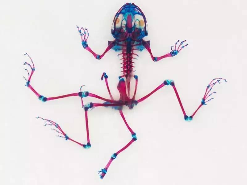 变异生物迷你世界,变异生物有哪些