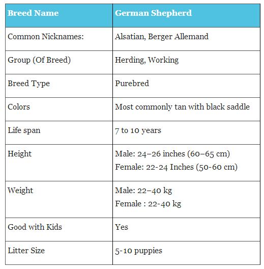 姿势|海关首次境外选犬,为何挑的是它?
