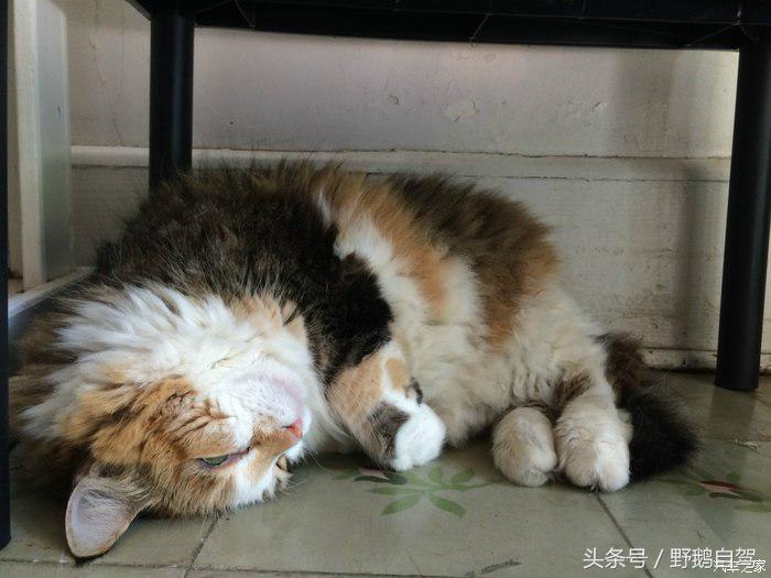 野鹅旅行,野鹅自驾无人区