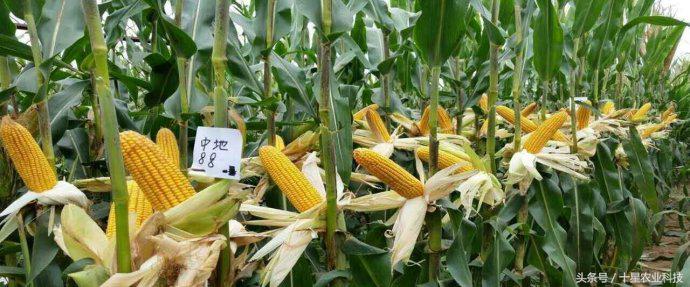 韩俊强吉林,韩俊强讲玉米种子