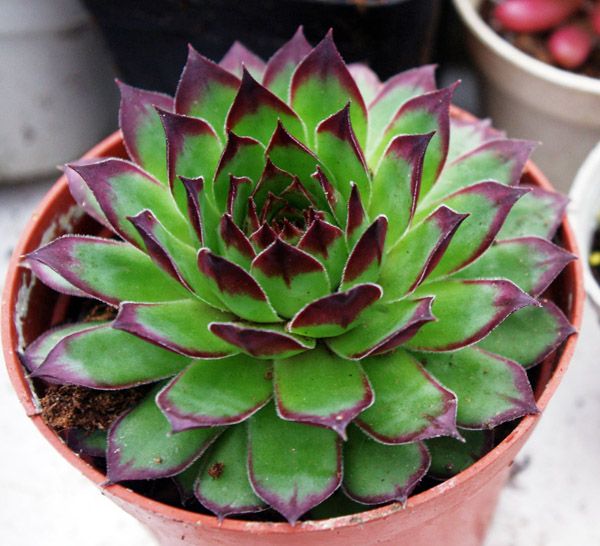 家庭阳台盆养兰花幼苗怎么种植,家庭常见的盆栽花卉养殖方法