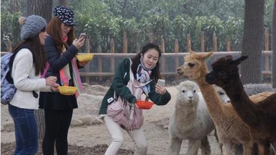 上海野生动物园攻略自驾车,上海野生动物园攻略午餐