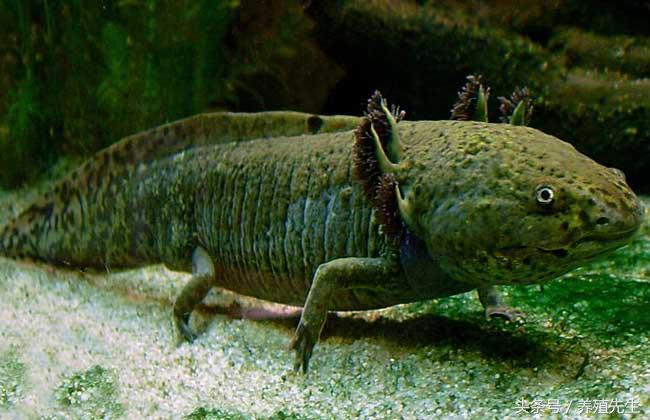 六角恐龙怎么养出鳃霸,六角恐龙怎么养