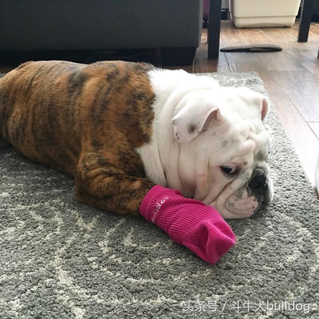 养英国斗牛犬应该注意什么,英国斗牛犬需要注意什么