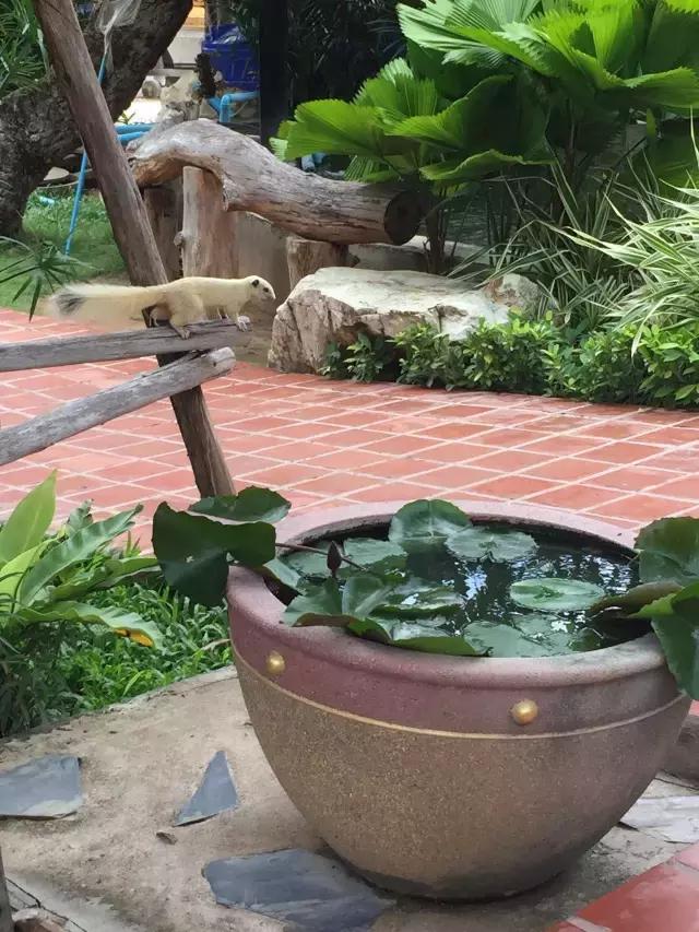 你不该错过的游戏,泰国自由行旅游攻略推荐