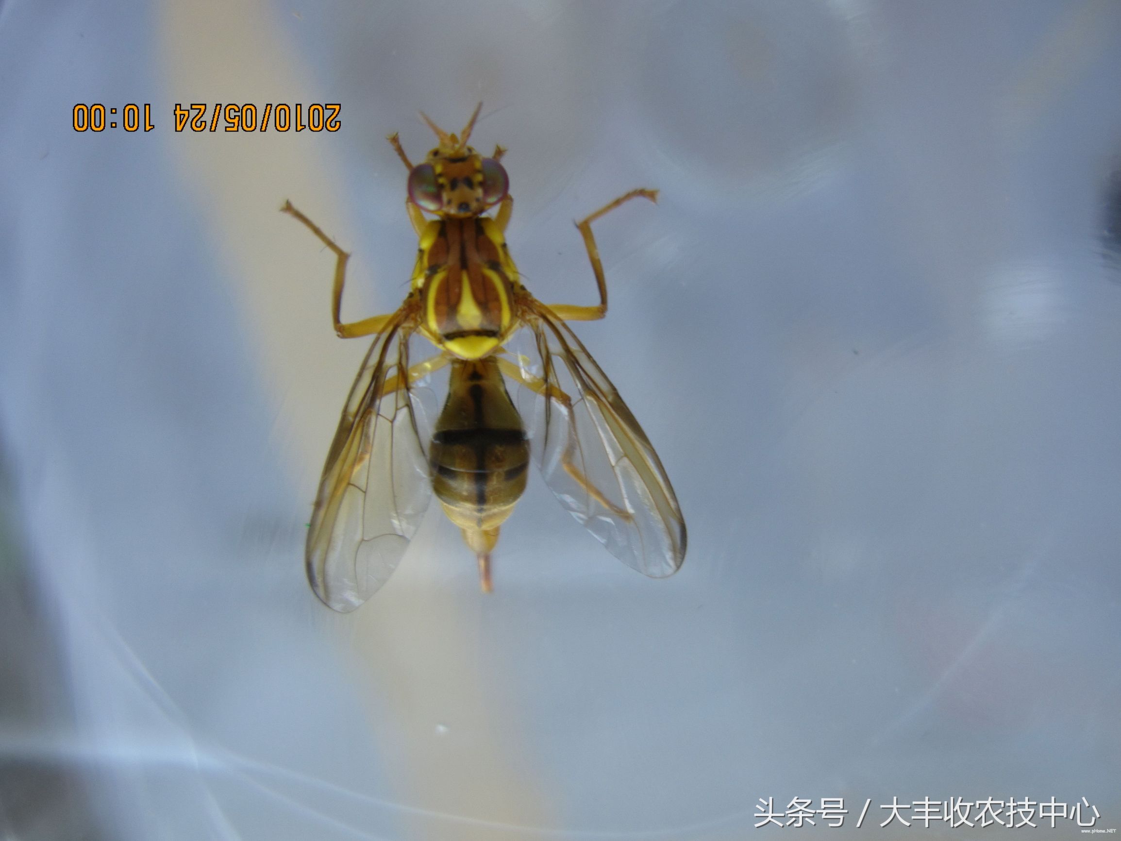 柑橘里长蛆虫能吃吗,吃到蛆柑怎么办