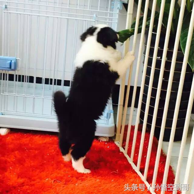 那些年我们养的萌宠,最聪明的边境牧羊犬好养不