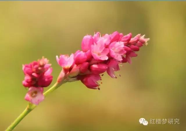 元春为什么离开王熙凤,元春犯了什么错